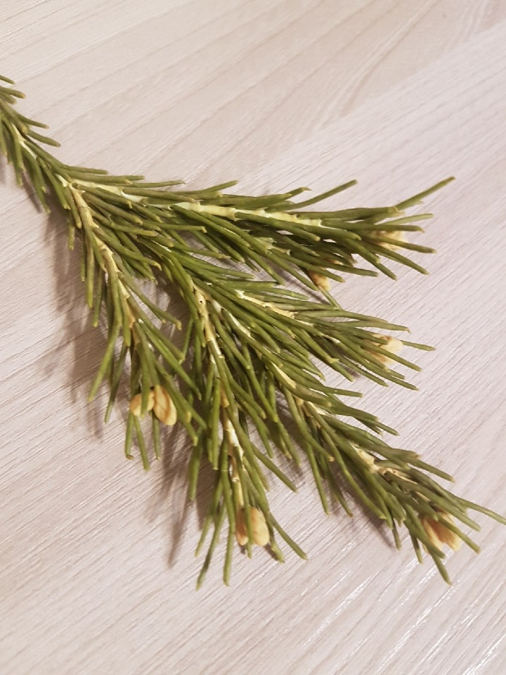 квиллинг еловая веточка. еловая ветка из фоамирана. елочная ветка из фоамирана. еловая ветка из фоамирана. еловая ветка из фоамирана.